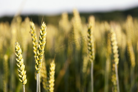 小满弥散风摄影照片_麦田景观小麦成熟黄色风景