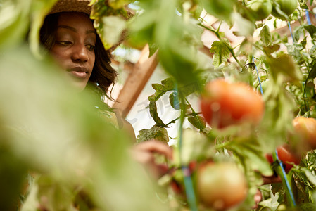 友好的妇女从温室花园收获新鲜的西红柿，把成熟的当地农产品放在篮子里