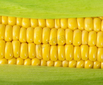玉米芯上有成熟的玉米