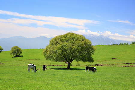 树上一草甸和母牛风景