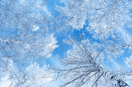 冬天植物摄影照片_自然风景植物冬天树木