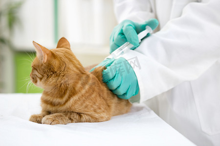 猫兽医摄影照片_兽医疫苗给那只猫
