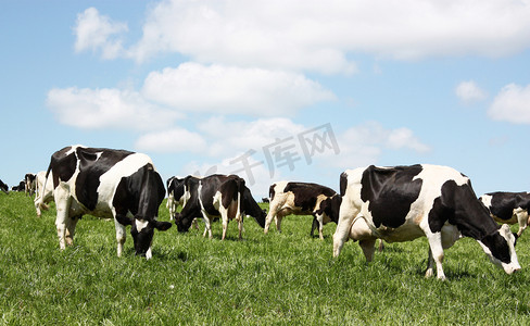 温柔的阳光摄影照片_放牧奶牛