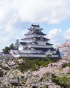 富士摄影照片_敦贺青山环抱数以百计的樱花树