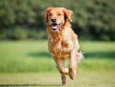 动态壁纸犬摄影照片_草地上的宠物狗金毛