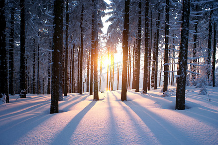 neve摄影照片_木头在冬天的黄昏