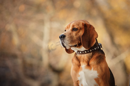 绿色小草摄影照片_秋天的公园散步的狗比格犬