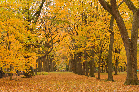 分割线黄色摄影照片_在秋天的纽约城中央公园巷.