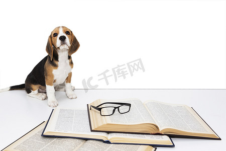 学习摄影照片_可爱的猎犬小狗与书和眼镜.