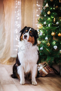 新年摄影照片_狗繁殖澳大利亚牧羊犬，澳元、 圣诞节和新年