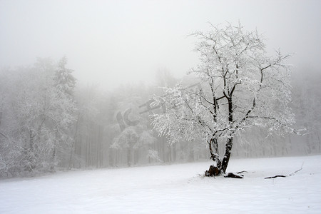 树艺术摄影照片_在冬天株孤零零的树