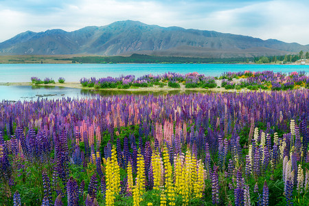紫色花背景背景摄影照片_新西兰奥克兰卢平场