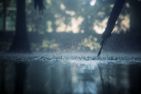 夏季森林摄影照片_热带雨