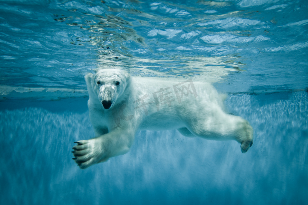 北极熊 冰山摄影图__野生动物_生物世界_摄影图库_昵图网nipic.com