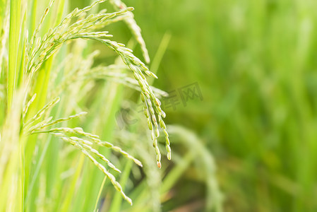 水稻背景摄影照片_水稻与稻田