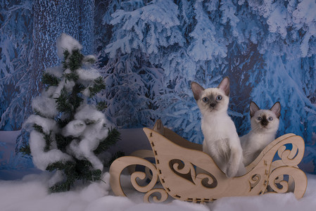 猫咪玩雪摄影照片_泰国小猫冬天森林里玩耍