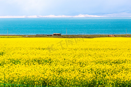 骑行青海湖摄影照片_青海湖盛开的油菜花