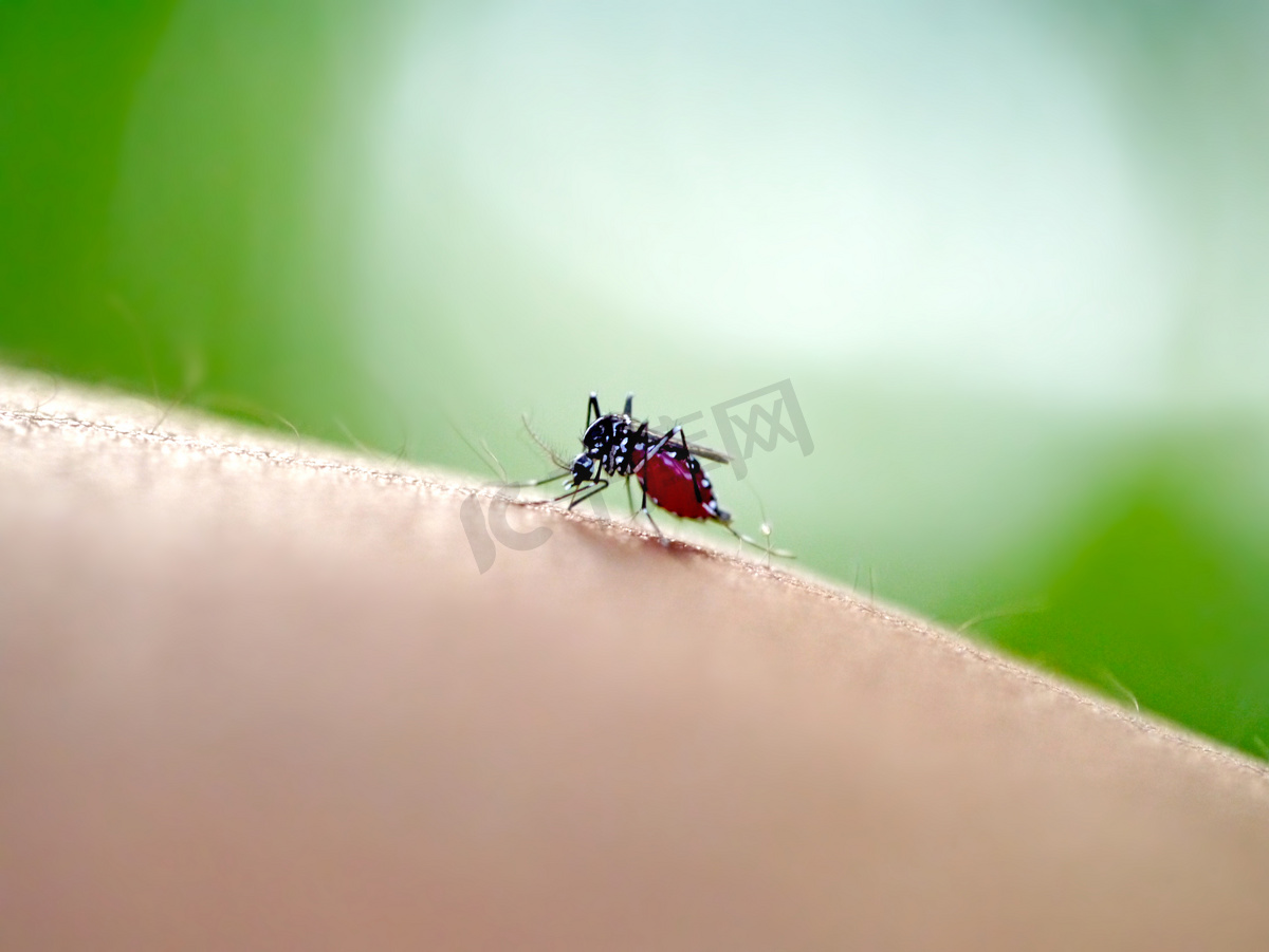 白纹伊蚊基因组及其进化 - 知乎