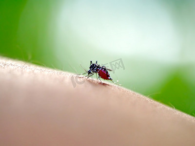 人热摄影照片_夏天一只蚊子吸人血