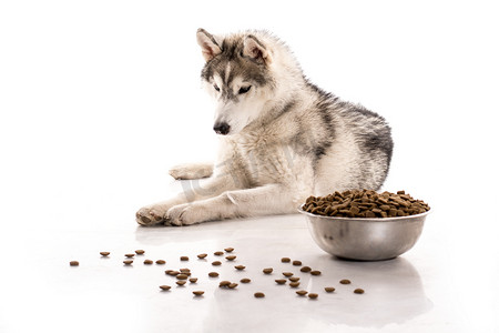令人惊讶的摄影照片_可爱的小狗和他最喜欢的干粮，在白色背景上
