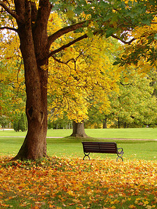 枫树摄影照片_秋天的城市公园
