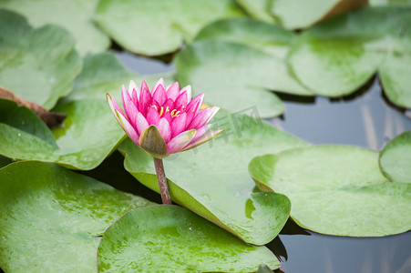 粉色荷花湖上