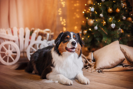 新年摄影照片_狗繁殖澳大利亚牧羊犬，澳元、 圣诞节和新年