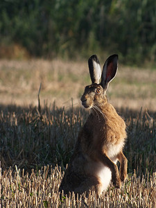 看雪摄影照片_.Hare (Lepus europaeus)