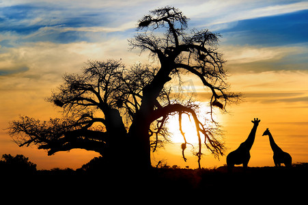 博茨瓦纳摄影照片_猴面包树夕阳与非洲大草原上的长颈鹿