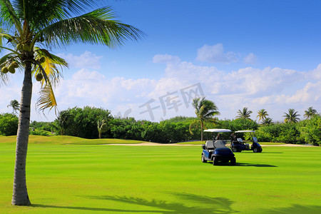 在墨西哥高尔夫球场热带棕榈树
