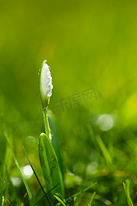 冬季植物花摄影照片_闪闪发光的雪花莲的花