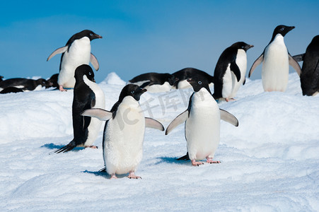 德摄影照片_企鹅在南极海