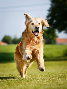 遛狗摄影照片_奔跑中的可爱的金毛狗