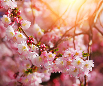 粉红摄影照片_麻浦春天的樱花,美丽的粉红花朵