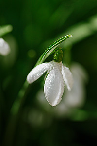 闪光绿色摄影照片_闪闪发光的雪花莲的花