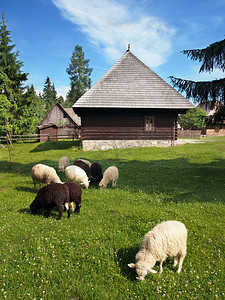 民俗家在 pribylina 附近的羊