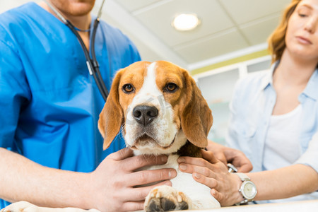 医生检查 Beagle 犬在诊所