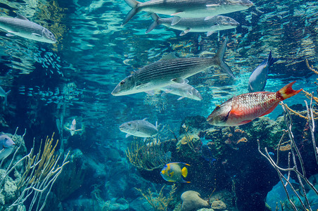 自然风景摄影照片_在一个浅珊瑚礁与五颜六色的热带鱼和背景中的水面水下全景