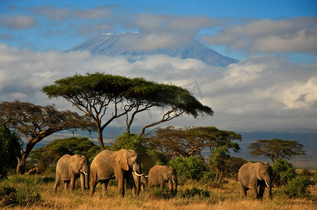 摄影照片_前山乞力马扎罗山，肯尼亚大象家族