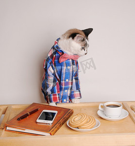 粉红蝴蝶结摄影照片_猫在衬衫和蝴蝶结领带上班喝咖啡