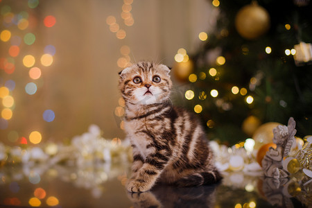 小貓摄影照片_英国小猫，圣诞节和新年