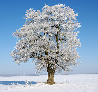 雪摄影照片_霜花的树