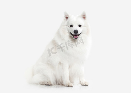 狗。日本白 · 施皮茨在白色背景上