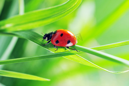动物绿色摄影照片_草地上的瓢虫