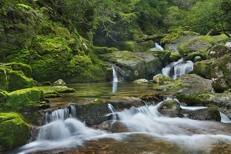 枝叶绿色摄影照片_屋久岛，日本杉土地雨林河