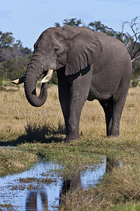 大象象摄影照片_非洲象-奥卡万戈三角洲-博茨瓦纳