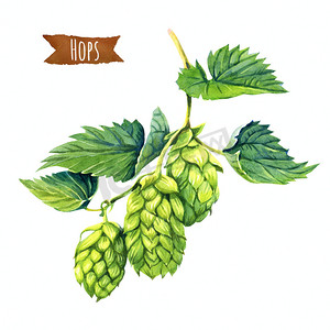 绿色水彩摄影照片_水彩插图的啤酒花的藤蔓上孤立的白色背景