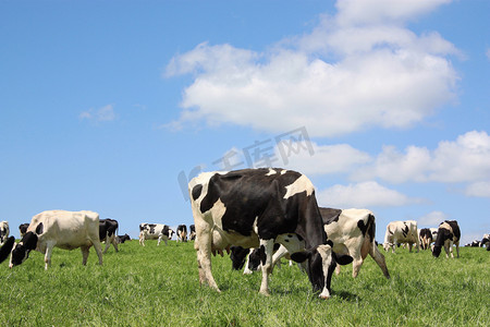 农村动物摄影照片_放牧奶牛