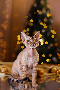 开心猫摄影照片_德文郡 Rex 猫，圣诞节和新年