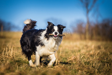 回迁摄影照片_边境牧羊犬